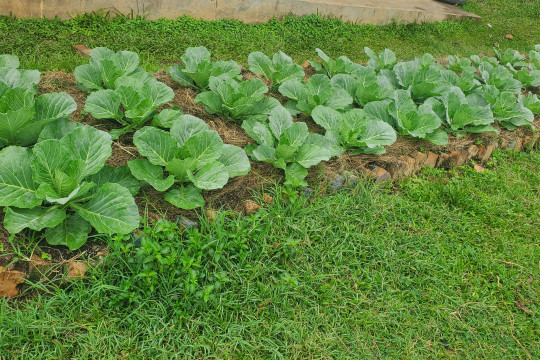 new garden