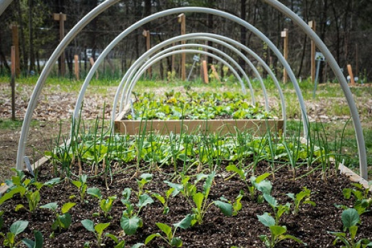 Developments in Horticulture Department